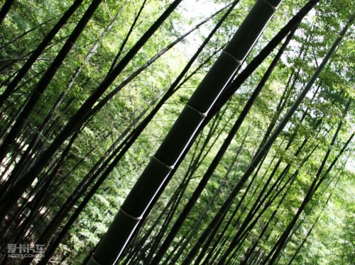 2010宝马X之旅 蜀南竹海