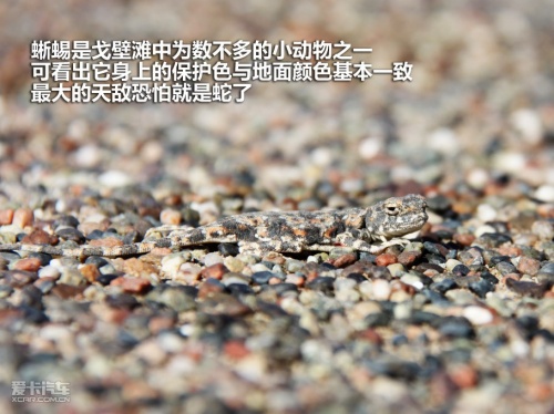 讴歌 10款讴歌MDX